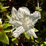 Rhododendron simsii Žiedas
