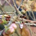 Prunus japonica 花
