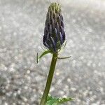 Phyteuma ovatum 葉