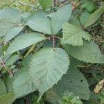 Rubus geniculatus Folha