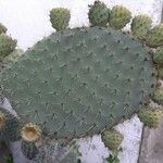 Opuntia leucotricha Blad