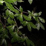 Terminalia amazonia Hoja