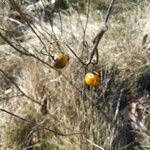 Solanum carolinense Gyümölcs