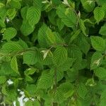 Prunus tomentosa 叶