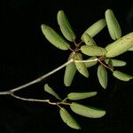 Rhododendron campylocarpum Habitat