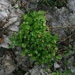 Arabidopsis halleri Листок