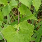 Mikania cordifolia Leaf