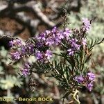 Campylanthus salsoloides Otro