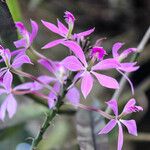 Epidendrum flexuosum Floare