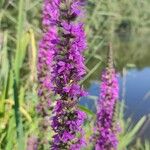 Lythrum virgatumFlower