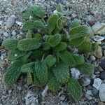 Stachys maritima Other