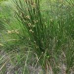 Scirpoides holoschoenus Hábitos