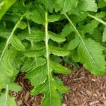 Rorippa palustris Leaf