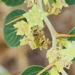 Ziziphus spina-christi Çiçek