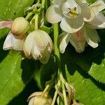 Staphylea pinnata Flower