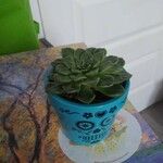 Echeveria agavoidesList