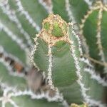 Euphorbia avasmontana Bark