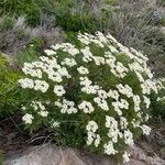 Argyranthemum haouarytheum Fleur