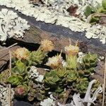 Baccharis alpina Habit