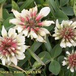 Trifolium occidentale പുഷ്പം