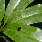 Manilkara staminodella Leaf