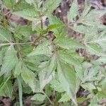 Bidens frondosa Folha