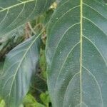Artocarpus integer Плод