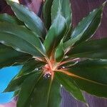 Chlorophytum orchidastrum Leaf