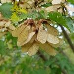 Acer tataricum Frukt