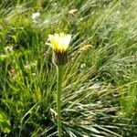 Hypochaeris uniflora Flower