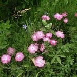 Dianthus plumarius Elinympäristö