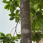 Daphnopsis occidentalis Kabuk