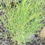 Baccharis sarothroides Hoja