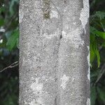 Licania incana Rusca