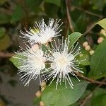 Syzygium paniculatum Kukka