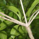 Cordia gerascanthus Bark