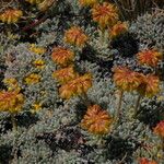 Eriogonum caespitosum Hábitos