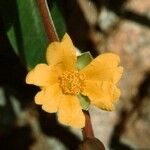 Hibbertia tontoutensis ᱥᱟᱠᱟᱢ