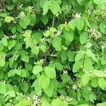 Lonicera xylosteum Συνήθη χαρακτηριστικά