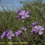 Geranium malviflorum Çiçek
