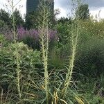 Eryngium paniculatum Цвят