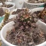 Mammillaria voburnensis 葉