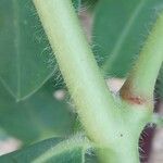 Euphorbia marginata خشب