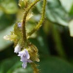 Calopogonium mucunoides Flower