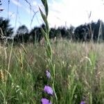 Gladiolus imbricatus Kwiat