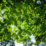 Acer pictum Leaf