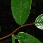 Xylopia villosa Hoja