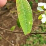 Euphorbia leucocephala Leaf