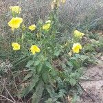 Oenothera glaziovianaЦветок