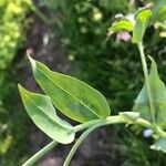 Mertensia ciliata Лист